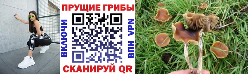 Купить  Черногорск  Псилоцибиновые грибы Psilocybe 
